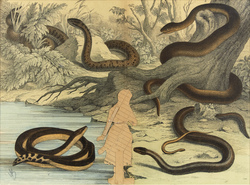 The silhouette of a figure gazes at snakes along the water's edge.