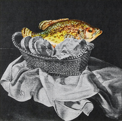 A fish, in color, within a black white basket of sliced bread.