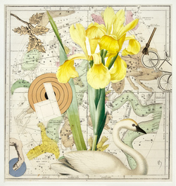 A swan swims amongst flowers upon a map of constellations.
